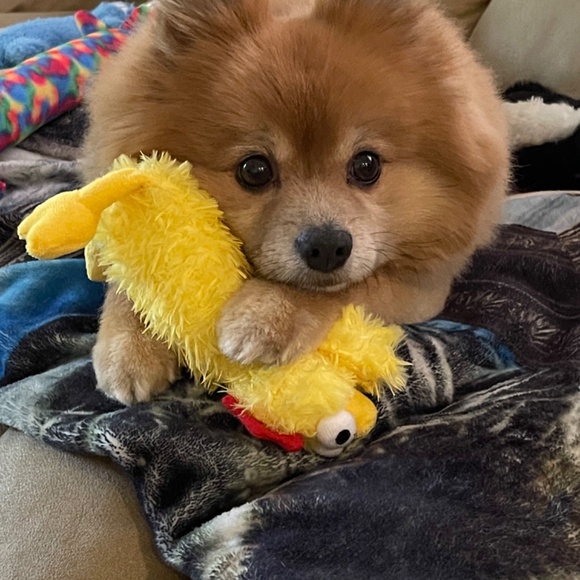 Meet your Posher, Rebecca - Picture 5 of 7